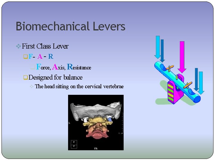 Biomechanical Levers First Class Lever F- A– R Force, Axis, Resistance Designed for balance