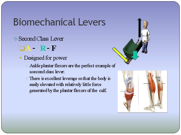Biomechanical Levers Second Class Lever A – R– F Designed for power Ankle plantar