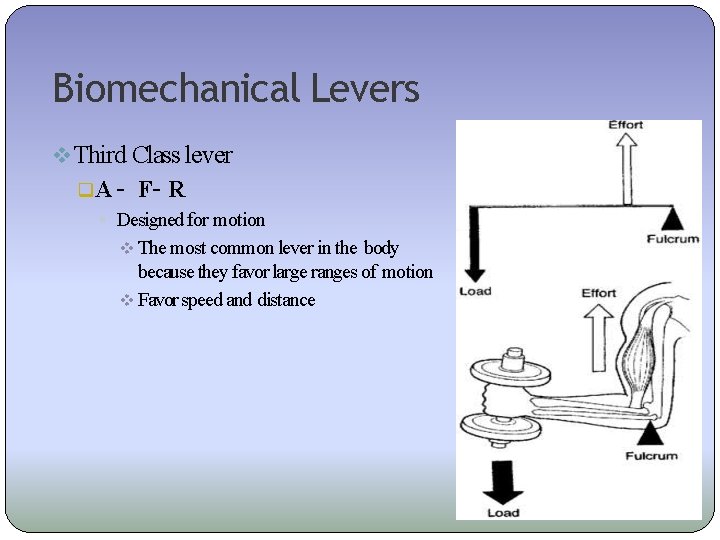 Biomechanical Levers Third Class lever A – F– R Designed for motion The most