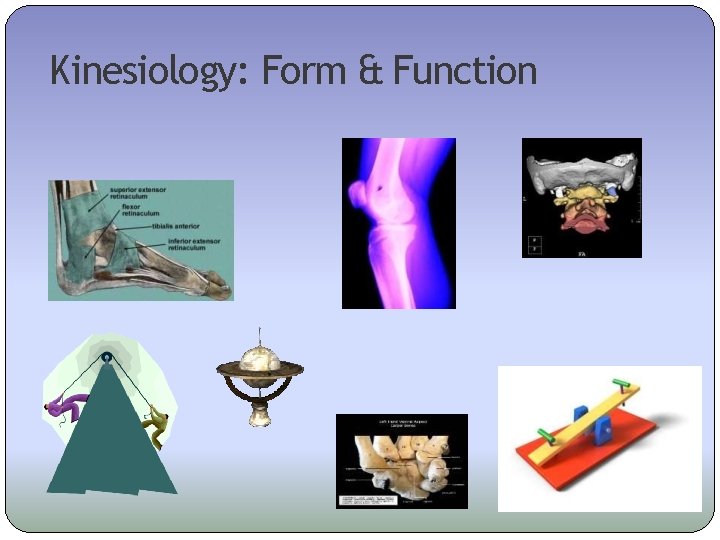 Kinesiology: Form & Function 