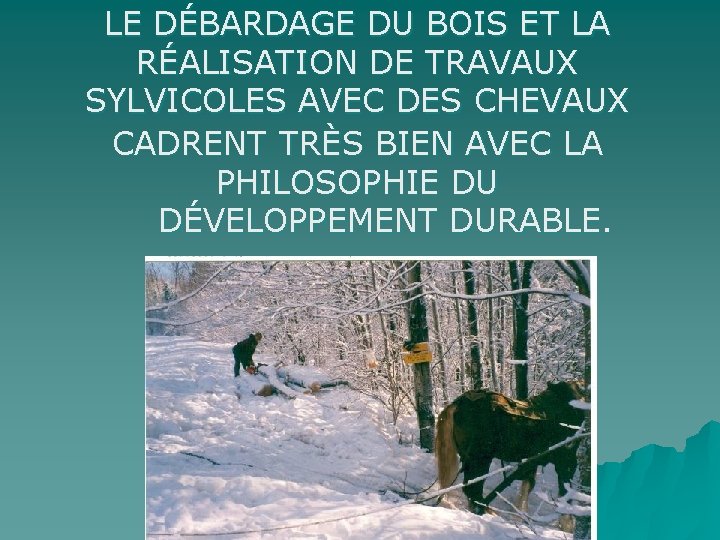 LE DÉBARDAGE DU BOIS ET LA RÉALISATION DE TRAVAUX SYLVICOLES AVEC DES CHEVAUX CADRENT