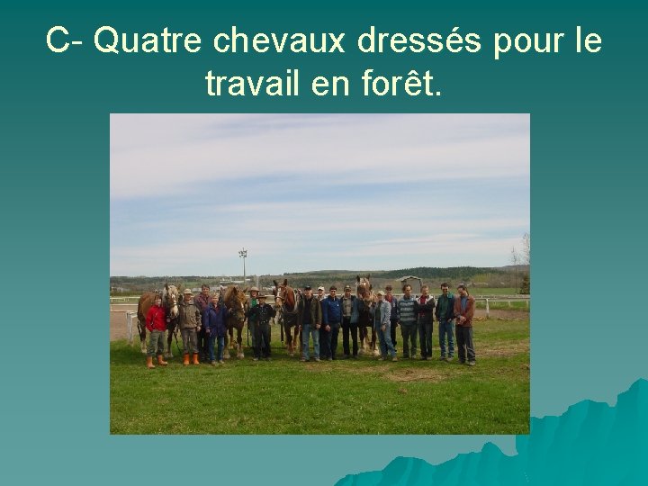 C- Quatre chevaux dressés pour le travail en forêt. 