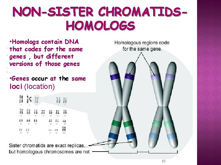 NON-SISTER CHROMATIDSHOMOLOGS • Homologs contain DNA that codes for the same genes , but