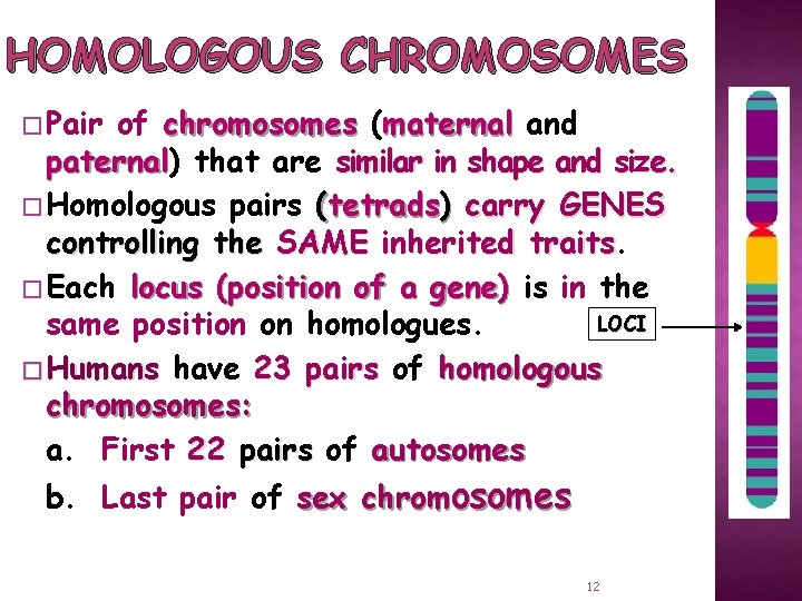 HOMOLOGOUS CHROMOSOMES � Pair of chromosomes (maternal and paternal) paternal that are similar in