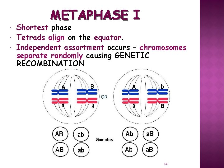 METAPHASE I Shortest phase Tetrads align on the equator. Independent assortment occurs – chromosomes