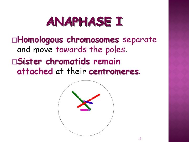 ANAPHASE I �Homologous chromosomes separate and move towards the poles. �Sister chromatids remain attached