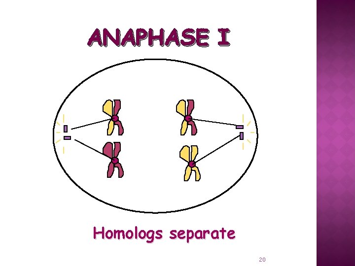 ANAPHASE I Homologs separate 20 