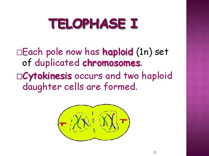 TELOPHASE I �Each pole now has haploid (1 n) set of duplicated chromosomes �Cytokinesis