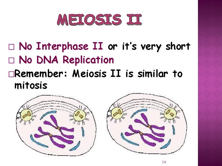 MEIOSIS II No Interphase II or it’s very short � No DNA Replication �Remember: