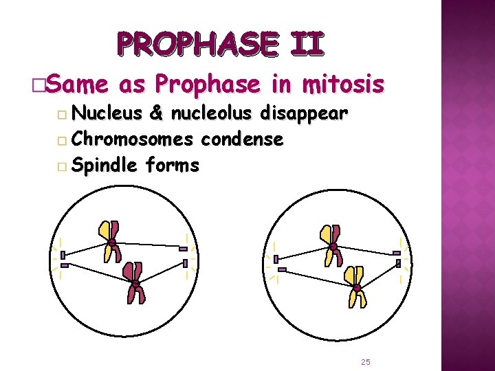 PROPHASE II �Same as Prophase in mitosis � Nucleus & nucleolus disappear � Chromosomes
