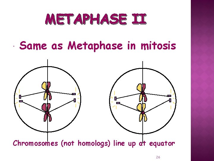 METAPHASE II Same as Metaphase in mitosis Chromosomes (not homologs) line up at equator