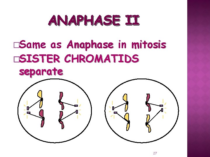 ANAPHASE II �Same as Anaphase in mitosis �SISTER CHROMATIDS separate 27 