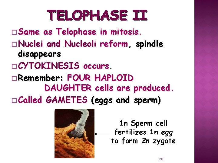 TELOPHASE II � Same as Telophase in mitosis. � Nuclei and Nucleoli reform, spindle