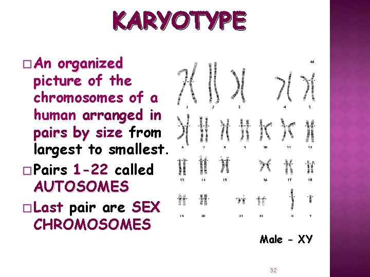 KARYOTYPE � An organized picture of the chromosomes of a human arranged in pairs