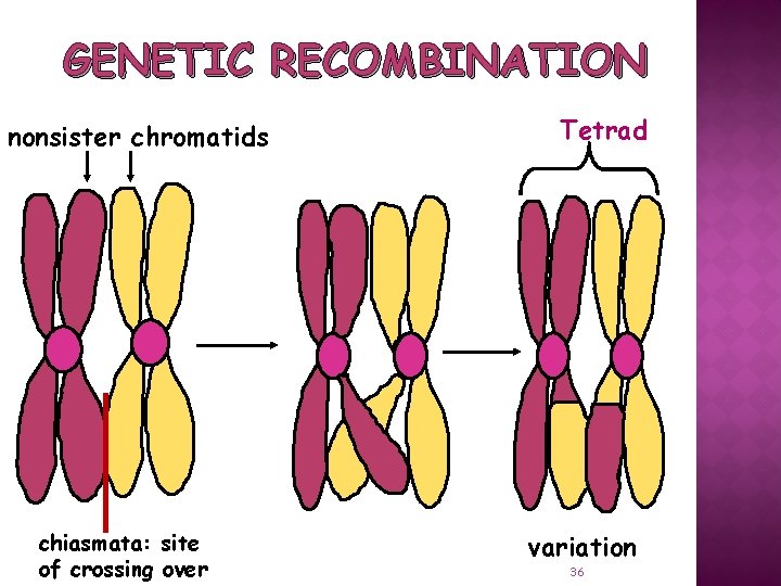 GENETIC RECOMBINATION nonsister chromatids chiasmata: site of crossing over Tetrad variation 36 