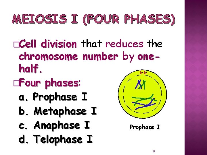 MEIOSIS I (FOUR PHASES) �Cell division that reduces the chromosome number by onehalf. �Four