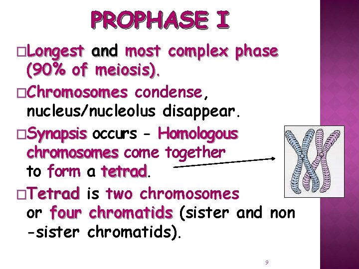 PROPHASE I �Longest and most complex phase (90% of meiosis). �Chromosomes condense, nucleus/nucleolus disappear.