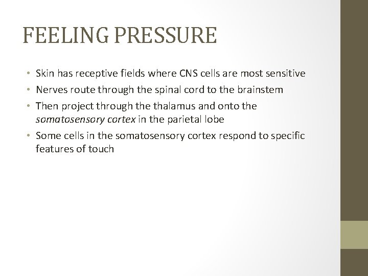 FEELING PRESSURE • Skin has receptive fields where CNS cells are most sensitive •