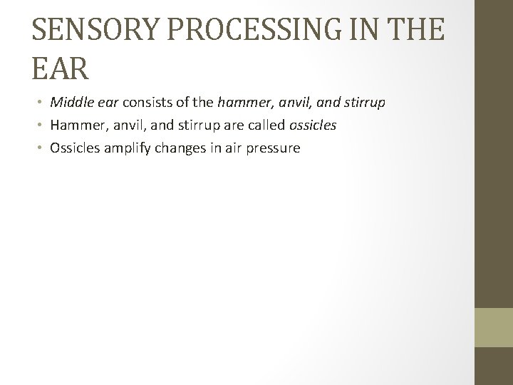 SENSORY PROCESSING IN THE EAR • Middle ear consists of the hammer, anvil, and