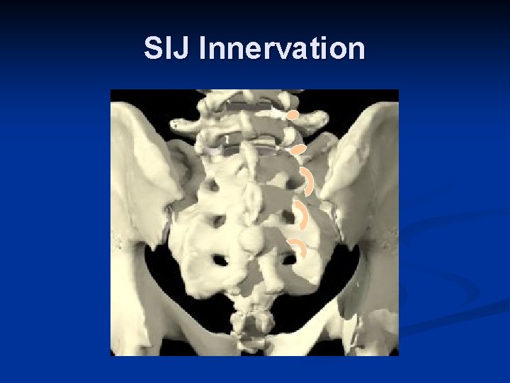 SIJ Innervation SIJ Innervation
