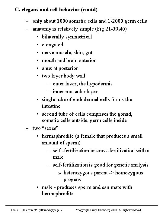 C. elegans and cell behavior (contd) – only about 1000 somatic cells and 1