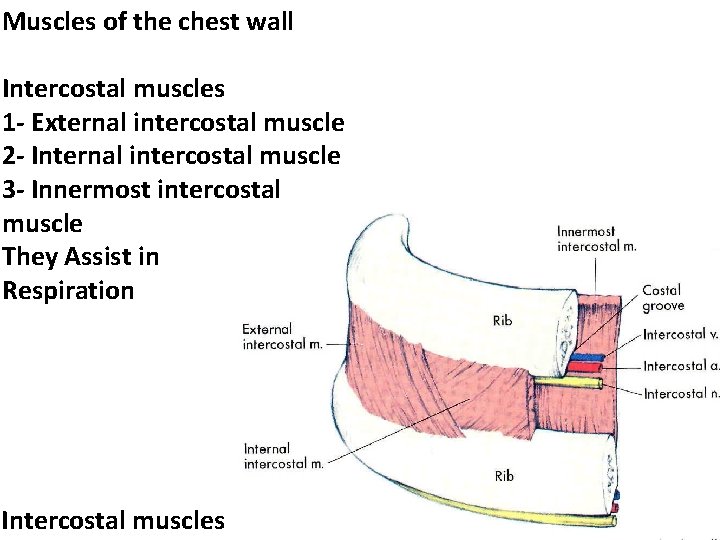 Muscles of the chest wall Intercostal muscles 1 - External intercostal muscle 2 -