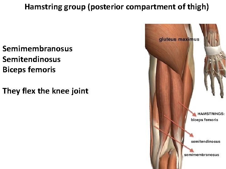 Hamstring group (posterior compartment of thigh) Semimembranosus Semitendinosus Biceps femoris They flex the knee