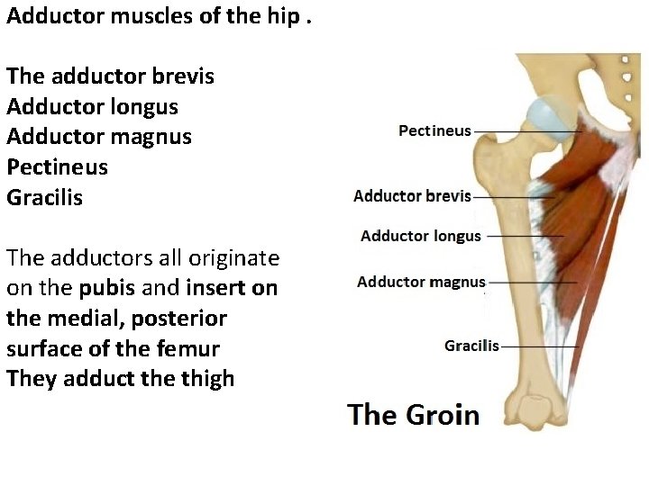 Adductor muscles of the hip. The adductor brevis Adductor longus Adductor magnus Pectineus Gracilis