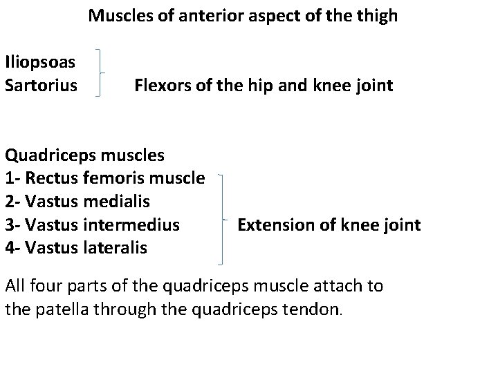 Muscles of anterior aspect of the thigh Iliopsoas Sartorius Flexors of the hip and
