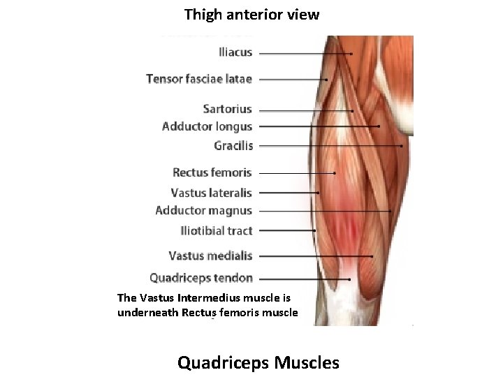 Thigh anterior view The Vastus Intermedius muscle is underneath Rectus femoris muscle Quadriceps Muscles