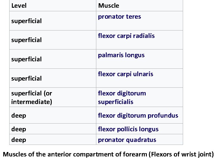 Level superficial Muscle pronator teres flexor carpi radialis palmaris longus flexor carpi ulnaris superficial