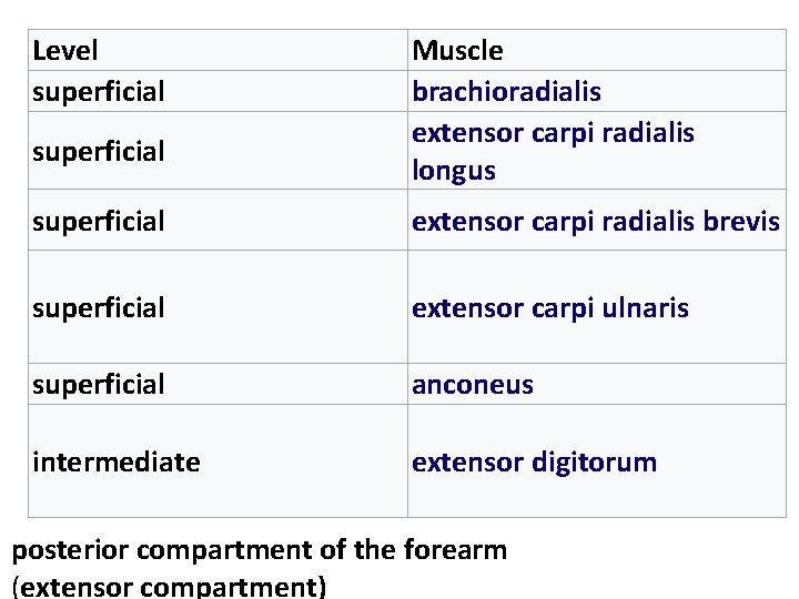 Level superficial Muscle brachioradialis extensor carpi radialis longus superficial extensor carpi radialis brevis superficial
