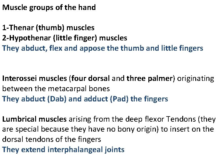 Muscle groups of the hand 1 -Thenar (thumb) muscles 2 -Hypothenar (little finger) muscles