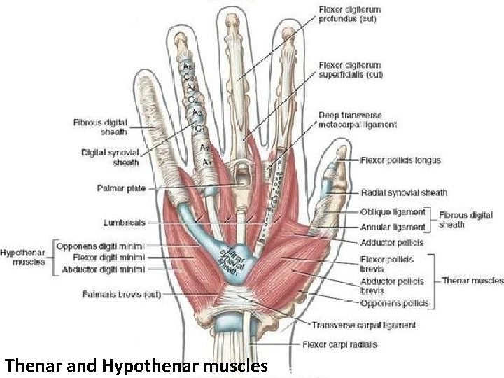 Thenar and Hypothenar muscles 