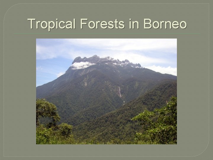 Tropical Forests in Borneo 