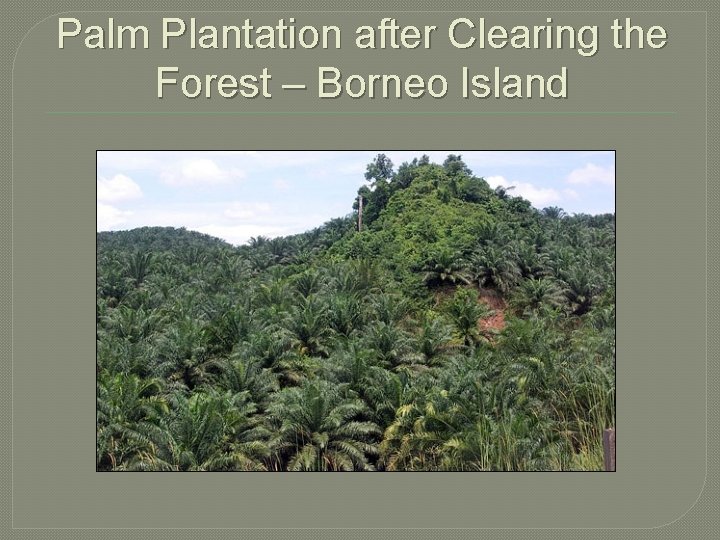 Palm Plantation after Clearing the Forest – Borneo Island 