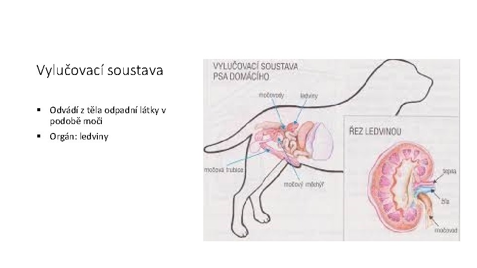 Vylučovací soustava § Odvádí z těla odpadní látky v podobě moči § Orgán: ledviny