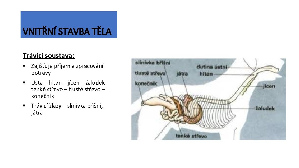 VNITŘNÍ STAVBA TĚLA Trávicí soustava: § Zajišťuje příjem a zpracování potravy § Ústa –