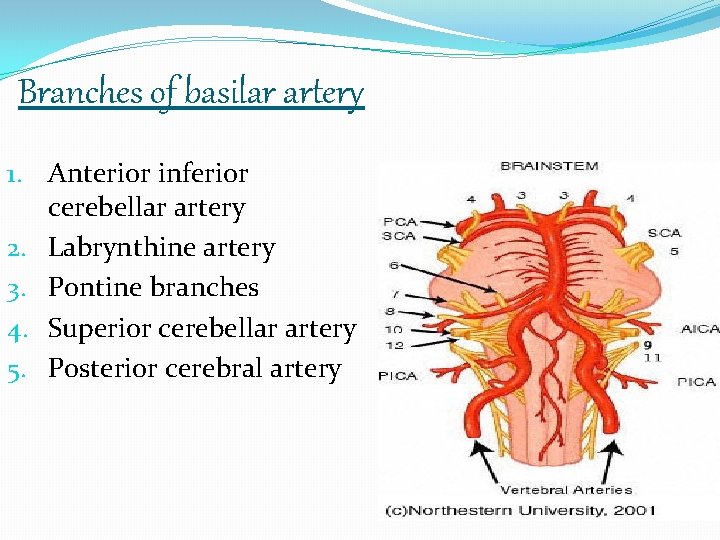 Branches of basilar artery 1. Anterior inferior cerebellar artery 2. Labrynthine artery 3. Pontine