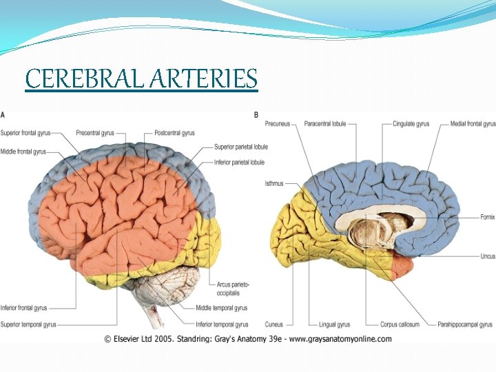 CEREBRAL ARTERIES 