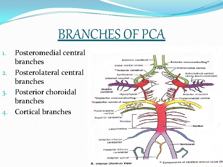 BRANCHES OF PCA Posteromedial central branches 2. Posterolateral central branches 3. Posterior choroidal branches