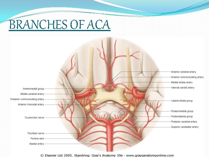 BRANCHES OF ACA 