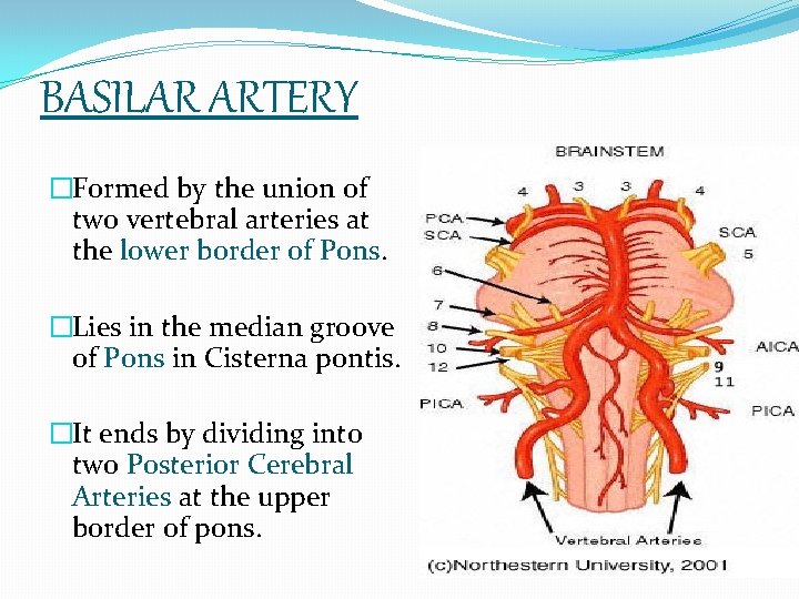 BASILAR ARTERY �Formed by the union of two vertebral arteries at the lower border