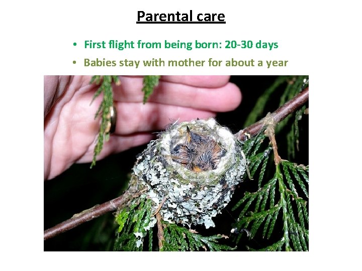 Parental care • First flight from being born: 20 -30 days • Babies stay