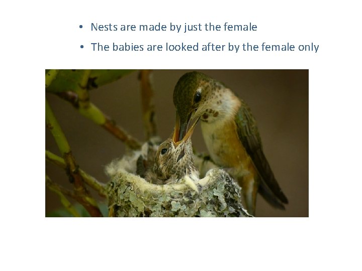  • Nests are made by just the female • The babies are looked