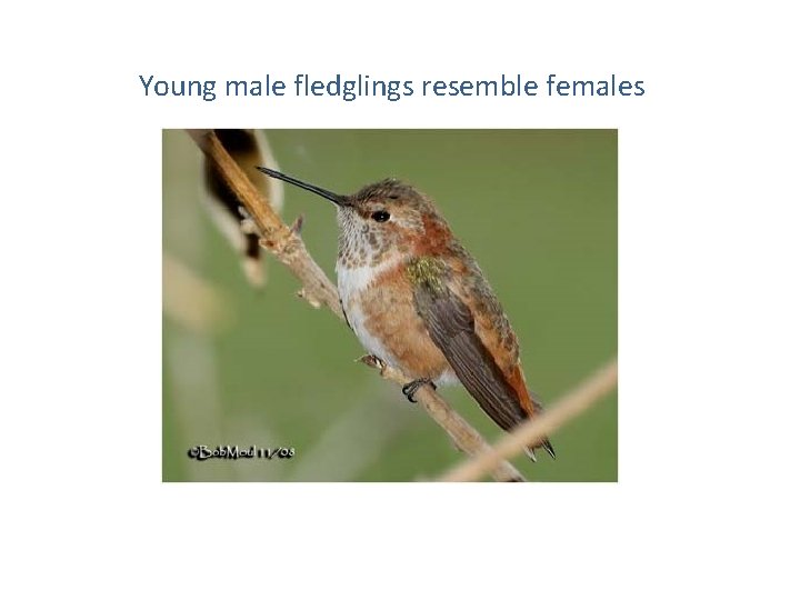 Young male fledglings resemble females 