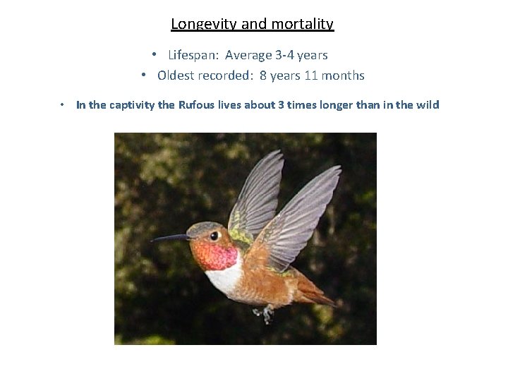 Longevity and mortality • Lifespan: Average 3 -4 years • Oldest recorded: 8 years