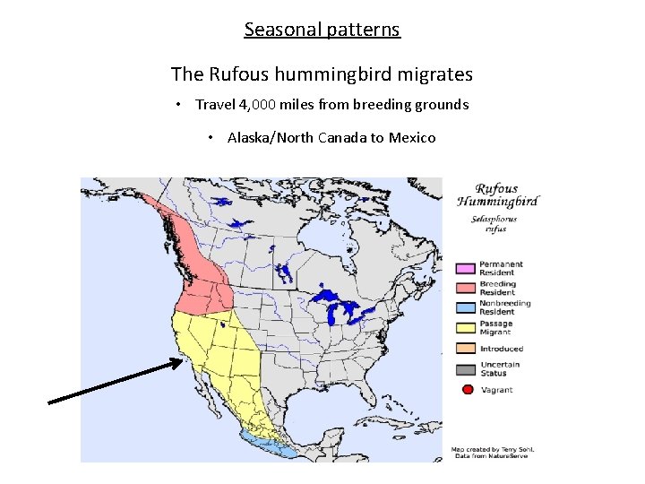 Seasonal patterns The Rufous hummingbird migrates • Travel 4, 000 miles from breeding grounds