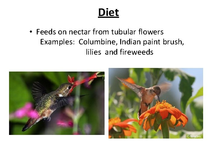 Diet • Feeds on nectar from tubular flowers Examples: Columbine, Indian paint brush, lilies