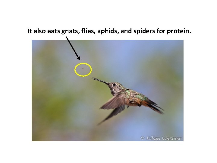 It also eats gnats, flies, aphids, and spiders for protein. 